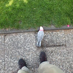 Galah at my Feet in the Show