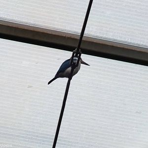 Unsigned Kingfisher in Rainforest Hall