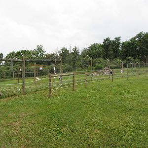 Central Chinese Goral / Red-crowned Crane Yard
