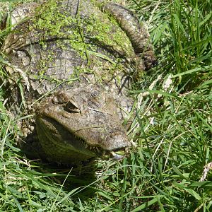 Spectacled caiman enjoying sunshine in outside pen .
