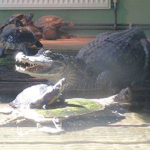 Spectacled caiman (2) , snapping turtle and red-eared terrapins .