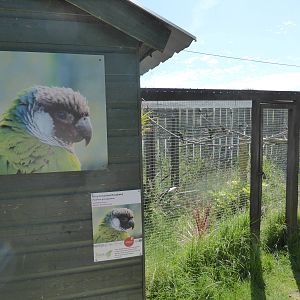 Grey-breasted conure aviary .