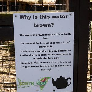 Tea for ruffed lemurs .