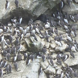 Guillemot colony at South Stack , Anglesey , North Wales .