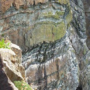 Guillemots on rock ledges at South Stack , Anglesey , North Wales .
