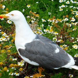 Lesser black-backed gull at South Stack , Anglesey , North Wales .