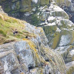 Chough family on cliffs at South Stack , Anglesey , North Wales .