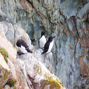 Razorbills at South Stack , Anglesey , North Wales