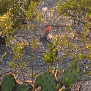 Black-tailed Jackrabbit - Texas