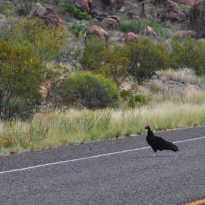 Turkey Vulture - Texas