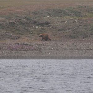 Brown Bear - Alaska