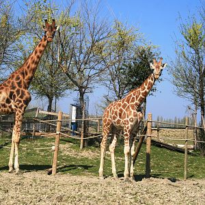 Giraffes (no subspecies)