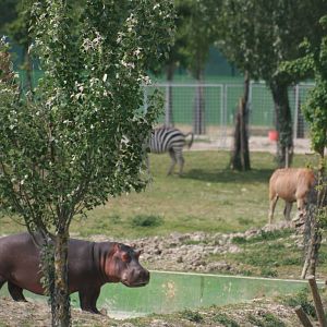 Safari view from the walking area