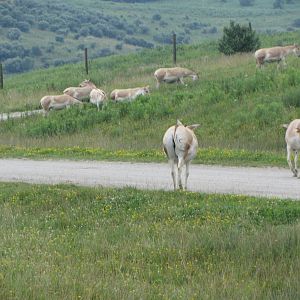 Persian Onager Herd