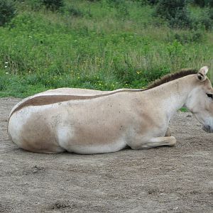 Persian Onager
