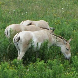 Persian Onagers
