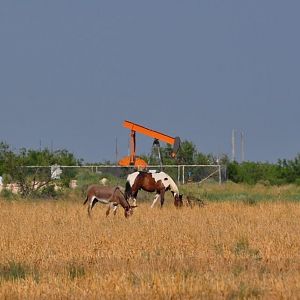 Horse and Ass - Texas