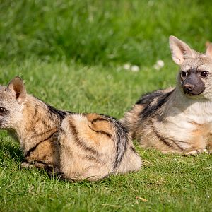 Eastern aardwolf : Hamerton : 24 Apr 2015
