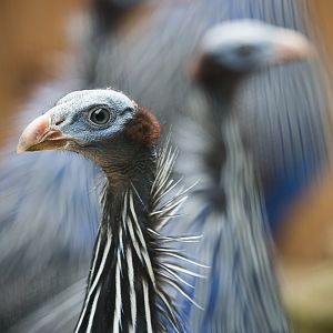 Vulturine guineafowl: Hamerton : 25 May 2015