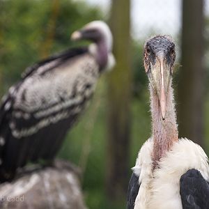 Marabou stork : Hamerton : 25 May 2015