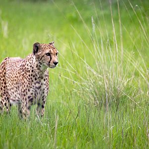 Cheetah : Hamerton : 25 May 2015