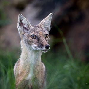 Corsac fox : Hamerton : 25 May 2015