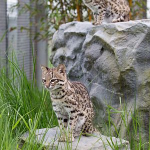 Oncilla : Hamerton : 25 May 2015