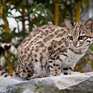 Oncilla : Hamerton : 25 May 2015