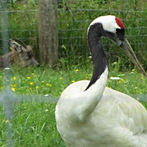 Red-crowned Crane