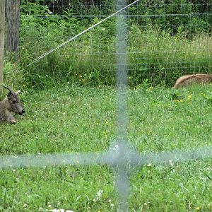 Central Chinese Goral