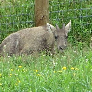 Central Chinese Goral