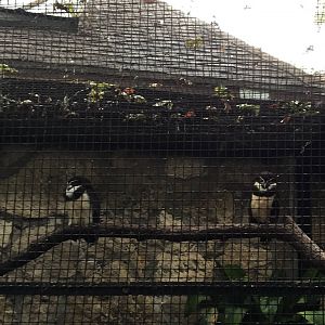 Brazilian Spectacled Owl Exhibit