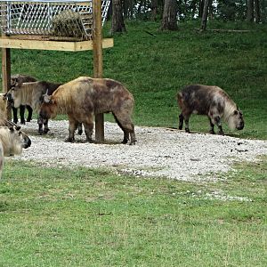 Sichuan Takin Herd