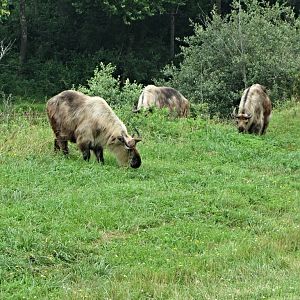Sichuan Takin Cows