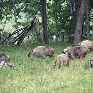 Sichuan Takin Herd