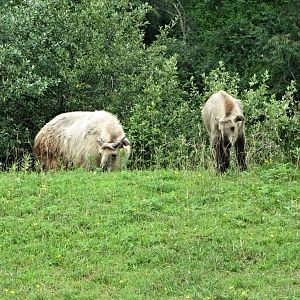 Sichuan Takin Juvenile and Calf