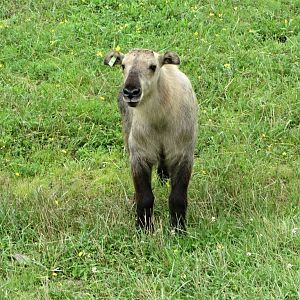 Sichuan Takin Calf