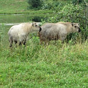 Sichuan Takin Calves