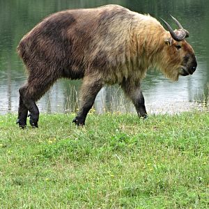 Sichuan Takin Bull