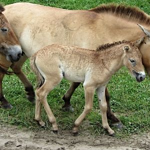 Przewalski's Wild Horse Mare and Foal