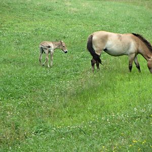Przewalski's Wild Horse Mare and Foal