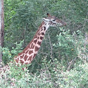 Masai Giraffe Camouflage