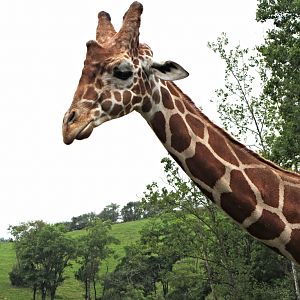 "Jafari" the Reticulated-type Giraffe