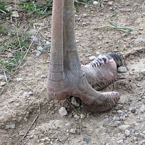 Ostrich Foot Detail