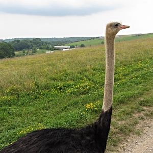 Male Ostrich