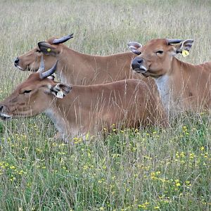 Javan Banteng Cows