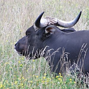 Javan Banteng Bull