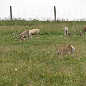 Bactrian Deer Herd