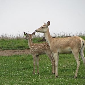 Bactrian Deer Cow and Calf
