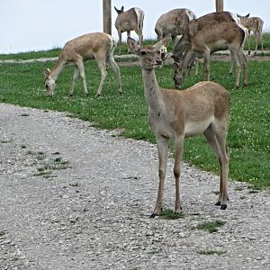 Bactrian Deer Herd